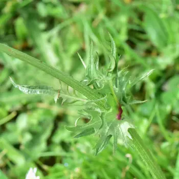 Crepis taraxacifolia (3 de 4)
