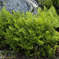 Cryptogramma crispa