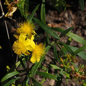Hypericum ×inodorum