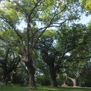 Quercus robur (1 de 4)