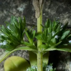 Valerianella carinata (2 de 2)
