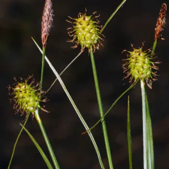 Carex lepidocarpa (3 de 4)