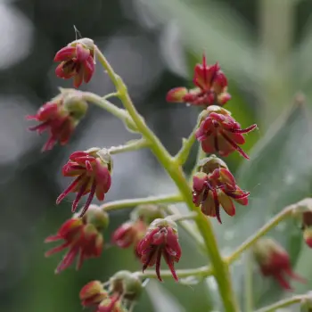 Coriaria myrtifolia (5 de 6)