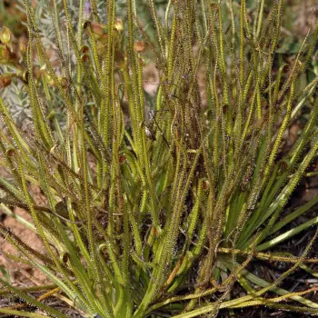 Drosophyllum lusitanicum (4 de 5)