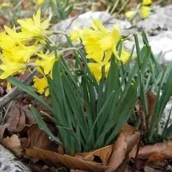 Narcissus asturiensis subsp. jacetanus