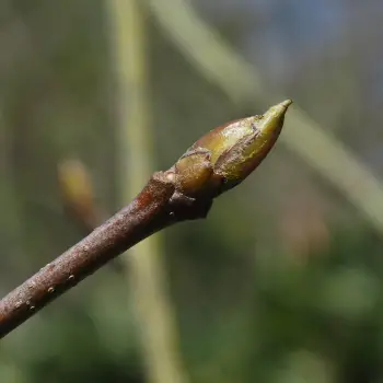 Sorbus latifolia (3 de 3)