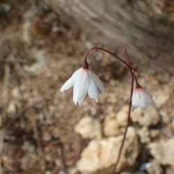 Leucojum autumnale