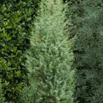 Fotografía Juniperus oxycedrus subsp. oxycedrus (3 de 3)