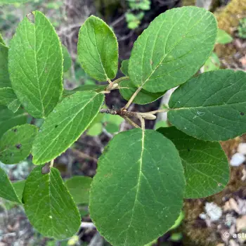 Viburnum lantana (3 de 3)