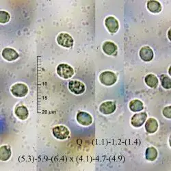 Tricholoma umbonatum (J. Lange ex) Clémençon & Bon (2 de 3)