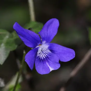 Viola ×bavarica