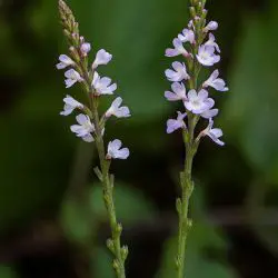 Verbena officinalis (1 de 3)