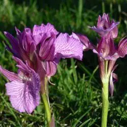 Orchis papilionacea (1 de 3)