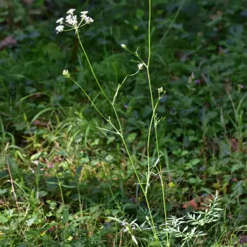 Fotografía Laserpitium prutenicum subsp. dufourianum (4 de 4)