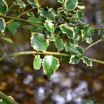 Ilex aquifolium 'Variegata'
