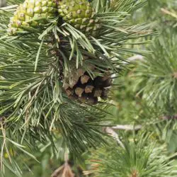 Pinus uncinata (3 de 3)