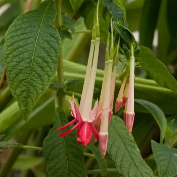Fuchsia boliviana var. alba (2 de 2)