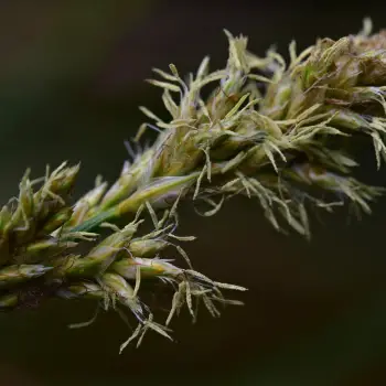 Fotografía Carex paniculata subsp. lusitanica (2 de 2)