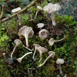 Arrhenia rickenii