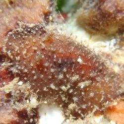 Thordisa azmanii