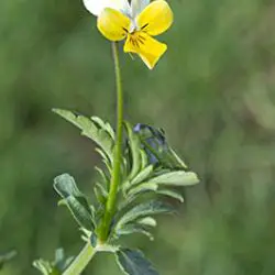 Viola saxatilis (1 de 3)
