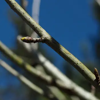 Sorbus domestica (2 de 5)