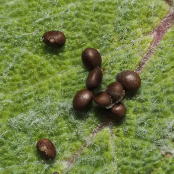 Salvia sclarea (4 de 4)
