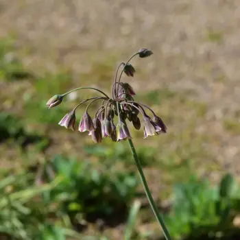 Allium siculum (1 de 3)
