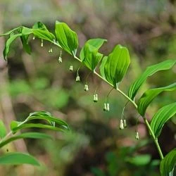 Polygonatum multiflorum