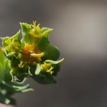 Euphorbia pithyusa  (2 de 2)