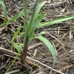 Fotografía Carex flacca (1 de 2)