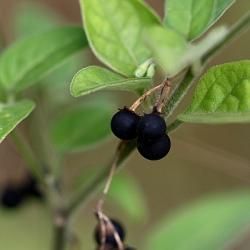 Fotografía Solanum nigrum (3 de 3)