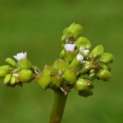 Claytonia perfoliata (2 de 3)