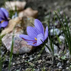 Crocus sativus (3 de 3)