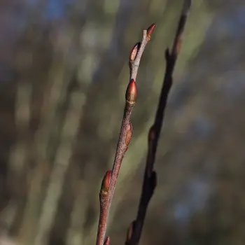 Salix eleagnos (3 de 6)