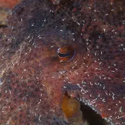 Octopus vulgaris (1 de 2)