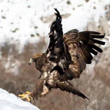 Águila real (Aquila chrysaetos) (1 de 5)
