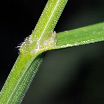 Fuirena pubescens (2 de 5)