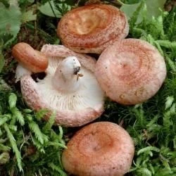 Fotografía Lactarius torminosus (Schaeff.) Pers. (2 de 2) 