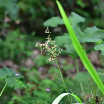 Fotografía Luzula sylvatica subsp. henriquesii (1 de 5)