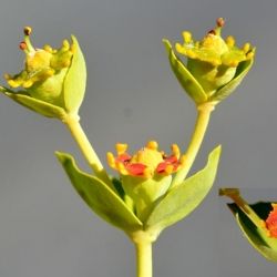 Fotografía Euphorbia oxyphylla (3 de 3)