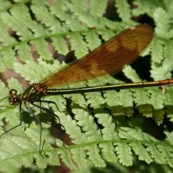 Calopteryx hembra (2 de 2)