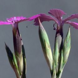 Dianthus lusitanus (2 de 3)