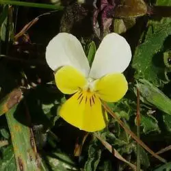 Fotografía Viola arvensis