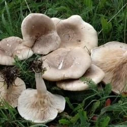 Lepista panaeolus