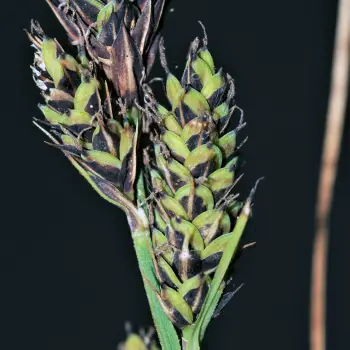 Carex hartmaniorum (2 de 5)