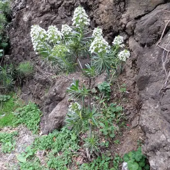 Echium decaisnei ssp.decaisnei (3 de 3)