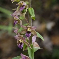 Epipactis tremolsii