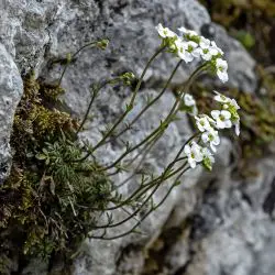 Pritzelago alpina subsp. auerswaldii