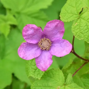 Rubus odoratus (4 de 4)